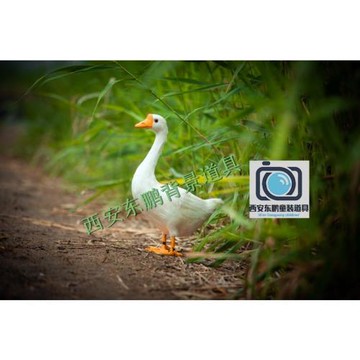 20年新款仿真羽毛大白鵝兒童攝影拍照影樓道具田園風家居擺件玩偶