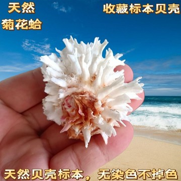 ✨臺灣出貨✨菊花偏口蛤天然貝殼海螺海菊蛤標本螺扇貝家居裝飾擺件魚缸造景