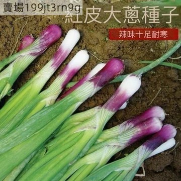 現貨 大蔥種子大全（500粒）四季 農家留種大蔥 鐵桿大蔥 紅皮大蔥 多款大蔥種子 產量高 發芽率高 畝產豐富