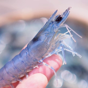 【一夫水產】☆碧玉沙蝦仁(100g/12-15顆/包)-廠商直送