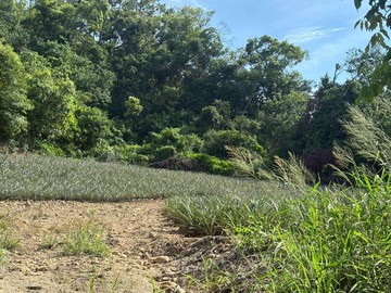 【大樹區公所/龍目國小】三分旺旺農地｜高雄市大樹區龍目段