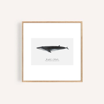 布氏鯨 / 海洋生物自然生態藝術掛畫
