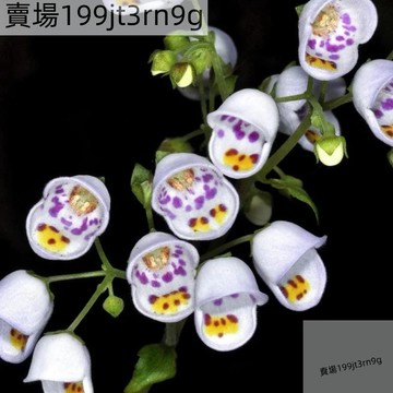 現貨🌸茶杯花種子（500粒）斑點喬維花 智利鈴鐺花種子 垂吊茶杯花Seed 四季懶人觀賞花卉種子 盆栽庭院陽台植物種子
