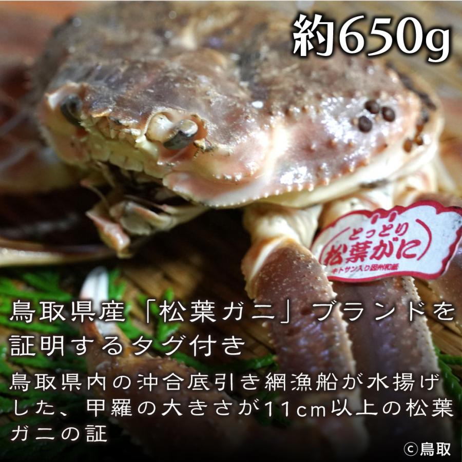 松葉ガニ ギフト 活 ボイル タグ付き 約650g 1枚 姿 ズワイガニ かに カニ 松葉蟹 生きたまま 松葉がに 産地直送 鳥取 送料無料（北海道・沖縄を除く）