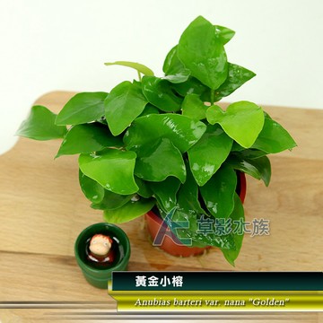 【AC草影】黃金小榕【一盆】水草 前景草 盆裝 陰性水草 陰性草不需CO2 水草造景 造景水草 耐熱 不用CO2 低光量