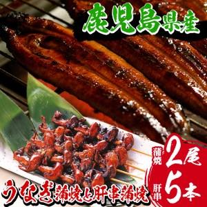 ふるさと納税 鹿児島県産うなぎ蒲焼 大2尾(約300g) と うなぎの肝串(1パック)／うなぎと肝串真空パック 希少 鹿児島県国.. 鹿児島県いちき串木野市