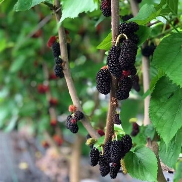🍓（15款桑葚種子）多年生桑葚種子大全 白玉桑葚 黑珍珠桑葚 水果種子 盆栽陽臺庭院花園種植 四季可播種