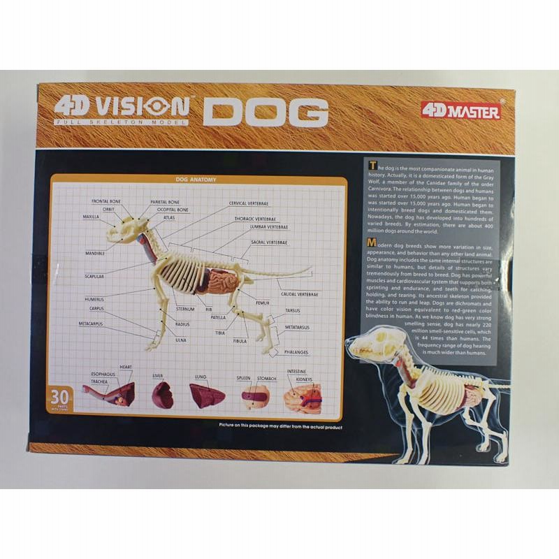 4D VISION 動物解剖モデル 犬解剖スケルトンモデル【アオシマ