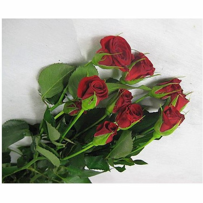 切り花 生花 切花 Spミニバラレッド S Rキャンディ Rなど5本 通販 Lineポイント最大0 5 Get Lineショッピング