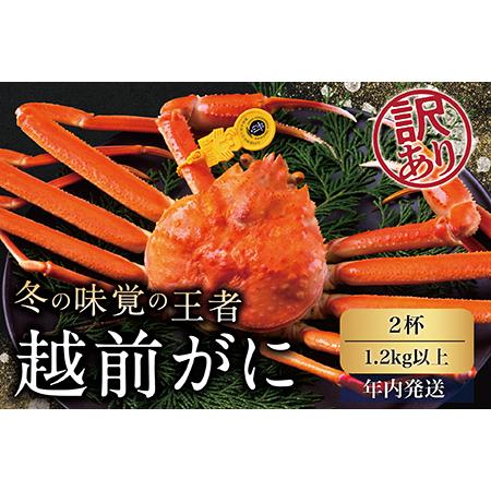 ふるさと納税 越前がに（オス）「ずわいがに」特特大サイズ（1.2kg以上） 訳あり 2杯 福井県越前市