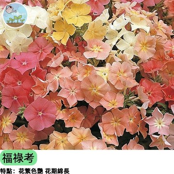 🌺【福祿考種子】混合花色 五色梅/桔梗石竹 秋冬播種 爆花易種 花壇盆栽皆宜 蜜源植物 景觀綠化 陽台種花