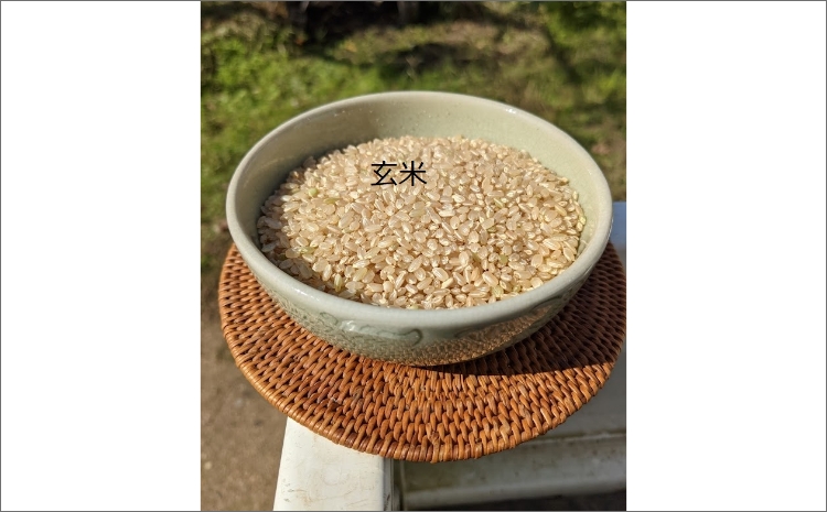 特別栽培米　令和5年産　丹後こしひかり　玄米30Kg  特別栽培米丹後こしひかり 玄米30Kg　食品 米 コシヒカリ 30キロ ブランド米 KU00017