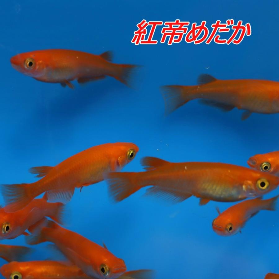 紅帝 楊貴妃メダカ 紅帝 楊貴妃めだか　稚魚10匹