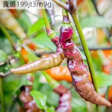 現貨🌶️【穆魯皮(紫)  辣椒種子】（100粒） （超辣）有果香高度約為120CM 高產可觀賞可食用辣椒種子 庭院陽台