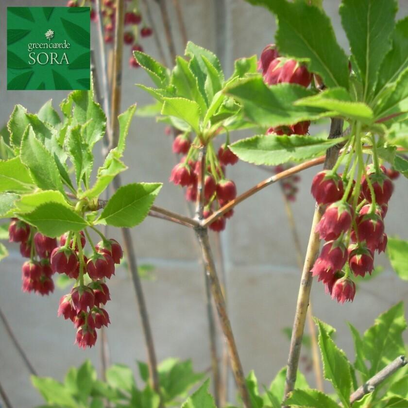 紅ドウダンツツジ 植木 苗