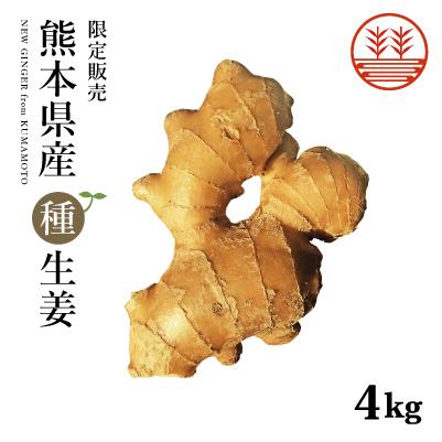 種生姜 熊本県産 無農薬生姜 4kg 送料無料 国産 生姜 しょうが 栽培 家庭菜園 たね生姜 生姜の種 種芋