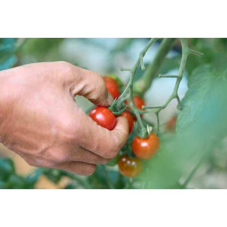 ふるさと納税 フルーツミニトマト『くれまるこ』1.2kg 高知県中土佐町