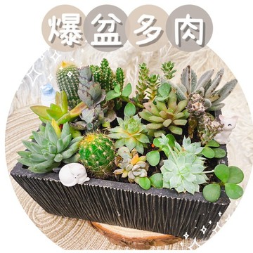 原創｜現貨 成品-爆盆綜合多肉盆栽(大)/開幕祝賀盆栽/韓式多肉植物組盆/韓風多肉仙人掌