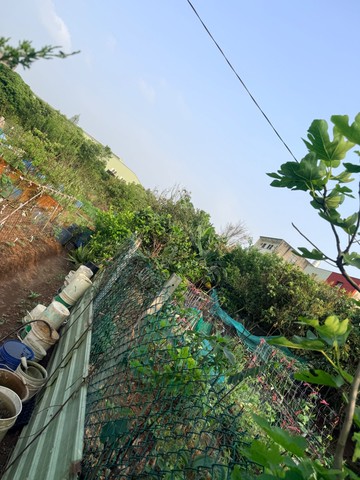 大崙國中休閒農地｜桃園市中壢區山上段