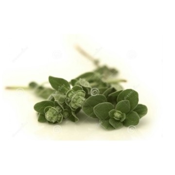 【冠亦商行】嚴選 牛至屬精油 牛至 Thymus capitalus