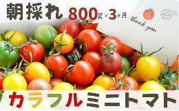 げんき農場のカラフルミニトマト 800g×3回