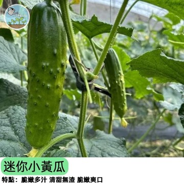🥒【陽台豐收首選】迷你小黃瓜種子 水果小黃瓜 脆甜無苦味 不需大空間 盆栽即可種 自己種最安心 四季可種