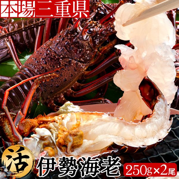 伊勢エビ 伊勢海老 活 刺身 約250g×2尾 三重県産 志摩産 活け 活魚 生