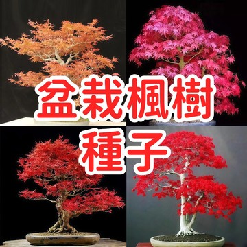 🥬🥑旺財樹木【盆栽楓樹種子】盆栽楓樹種子 台灣青楓 日本紅楓 槭樹種子 觀葉植物 庭院造景 園藝DIY 易種 四季發芽快