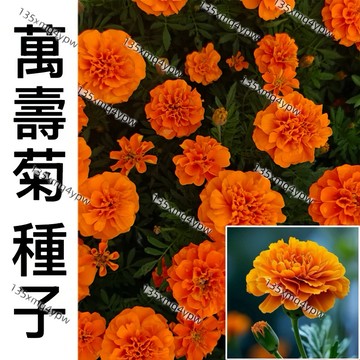 現貨【萬壽菊種子】 （250粒）四季開花 發芽率高 易養活 菊花種子 花卉種子 耐寒耐熱 觀賞花卉 庭院陽台盆栽種子