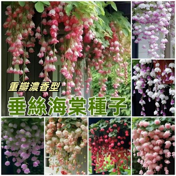 🌸【垂絲海棠種子】新品四季濃香垂絲海棠種子 懶人爬藤盆栽 新手種植Seed   四季開花不斷 盆栽庭院露台花卉種子