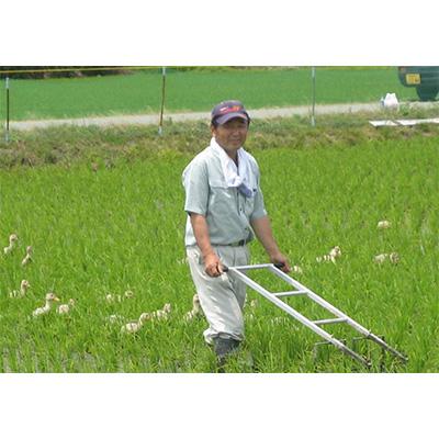 ふるさと納税 胎内市 新潟県胎内市産こしいぶき10kg(5kg×2袋)全3回