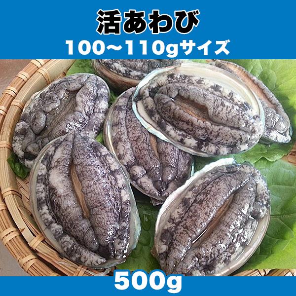 生きているから肝までお刺身品質 活あわび 100〜110gサイズ 500g