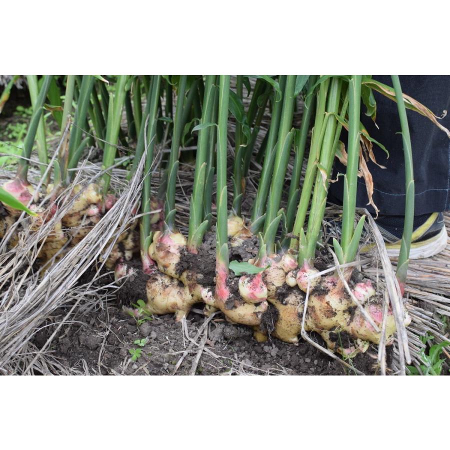 無農薬 生姜 2kg 長崎県産 国産 送料無料 生姜 しょうが ショウガ 根生姜 佃煮 薬味 きざみ 生姜 生姜焼き 唐揚げ