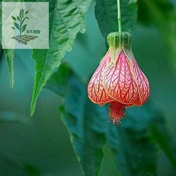 青禾園藝（金鈴花種子）四季種植 室內庭院植物盆栽 觀賞花卉 四季播種 耐寒耐旱耐病 易成活 發芽率高達90% 多年生