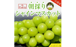 5-79 2024年発送分 シャインマスカット ３～４房（約2kg） フルーツ 山梨 くだもの 大粒 人気 厳選 ブドウ ぶどう 葡萄