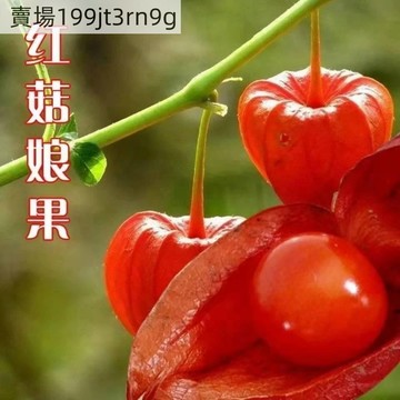 現貨 姑娘果種子（500粒） 稀有奶香味姑娘果水果種子 甜度超高 營養豐富 盆栽觀賞 發芽率高達95% 耐寒耐旱易養活