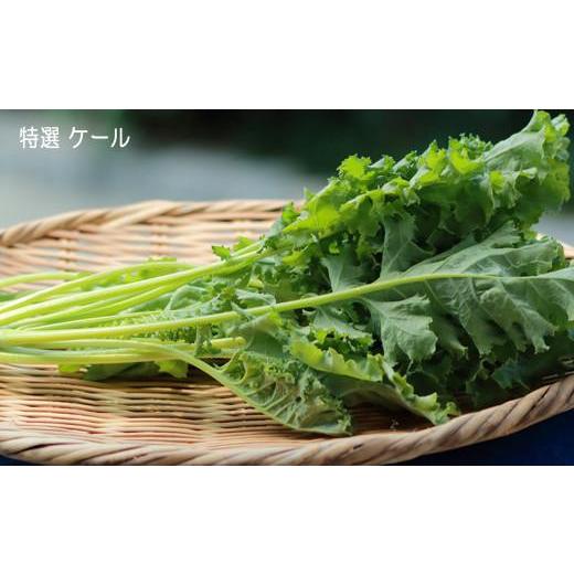 ふるさと納税 福島県 いわき市 いわき浜の野菜セット（いわき市産の野菜詰め合わせセット）