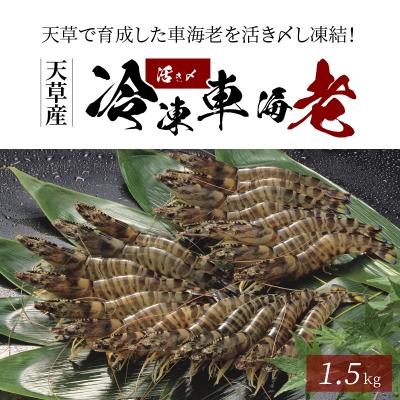 ふるさと納税 天草市 活き〆冷凍車海老 1.5kg (500g×3パック)_S065-004A