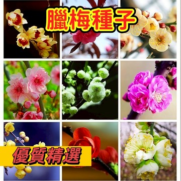 【台灣現貨】梅花種子 紅梅臘梅 花卉種子 傲骨清香 盆栽庭院四季播種室內陽台耐寒新手易種簡單管理 開花超美#林木花卉種子