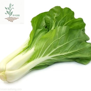青禾園藝（調羹白菜種子）XB-3長梗白梗白菜種子  耐熱高產早熟農家小青菜蔬菜種子#台灣自留種