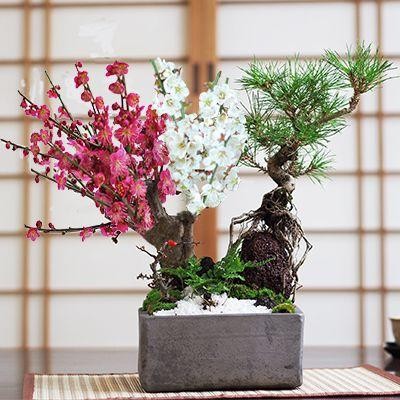 寄せ植え盆栽の検索結果 | LINEショッピング