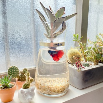 【客製化禮物】│多肉水耕植栽│魚植共生款+客製化刻字