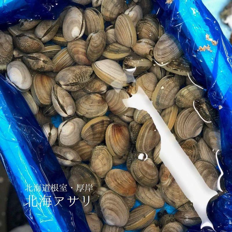 北海アサリ 特大サイズ 北海道産 1kg 豊洲直送 あさり 浅利北海アサリ１Ｋ 冷蔵