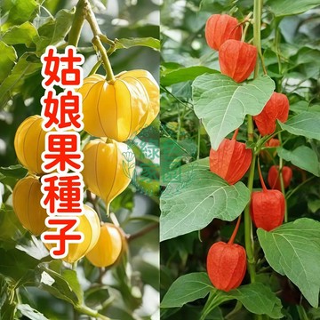 💥台灣發貨💥【姑娘果種子】燈籠果 紅姑娘果  紫姑娘果 黃姑娘果 皮薄多汁 高產量 四季種植 陽臺庭院盆栽 蔬菜水果種子