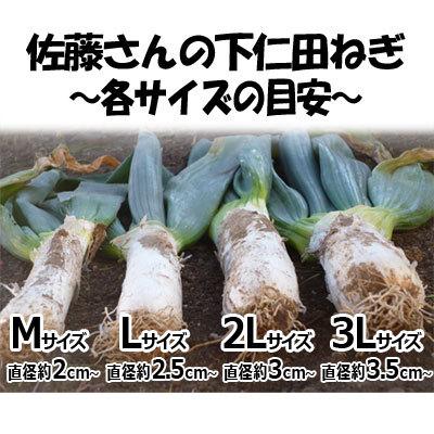 送料無料!!産地直送!!期間限定!! 佐藤さんの下仁田ねぎ [中箱2Lサイズ 約15本] 本場の群馬県下仁田町産 こだわりの下仁田ネギ