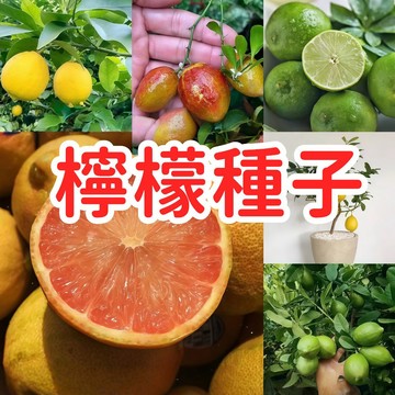 【檸檬種子】台灣香水檸檬種子 無籽檸檬 四季生長 易種 香水檸檬種子斑馬檸檬種子 陽台果樹植物室內好養