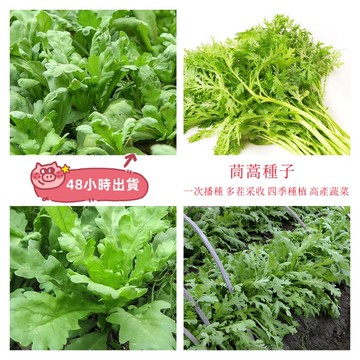 12h出貨 茼蒿 皇帝菜（100粒）四季種植菜園陽台蔬菜 大葉茼蒿種子皇帝菜 小葉虎耳茼蒿 光杆茼蒿 火鍋菜四季蔬菜種子