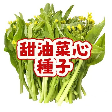 臺灣甜油菜心種子 菜心仔 小葉油菜籽 尖葉油菜心 快大菜心 四季可播種 家庭陽台盆栽 蔬菜種子 農業資材 家庭種菜
