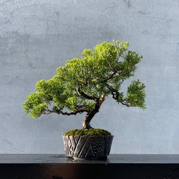 小品盆栽-台灣真柏 盆景 送禮