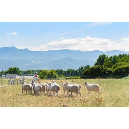 ふるさと納税 石狩ひつじ牧場の「羊乳のヨーグルト」 北海道札幌市